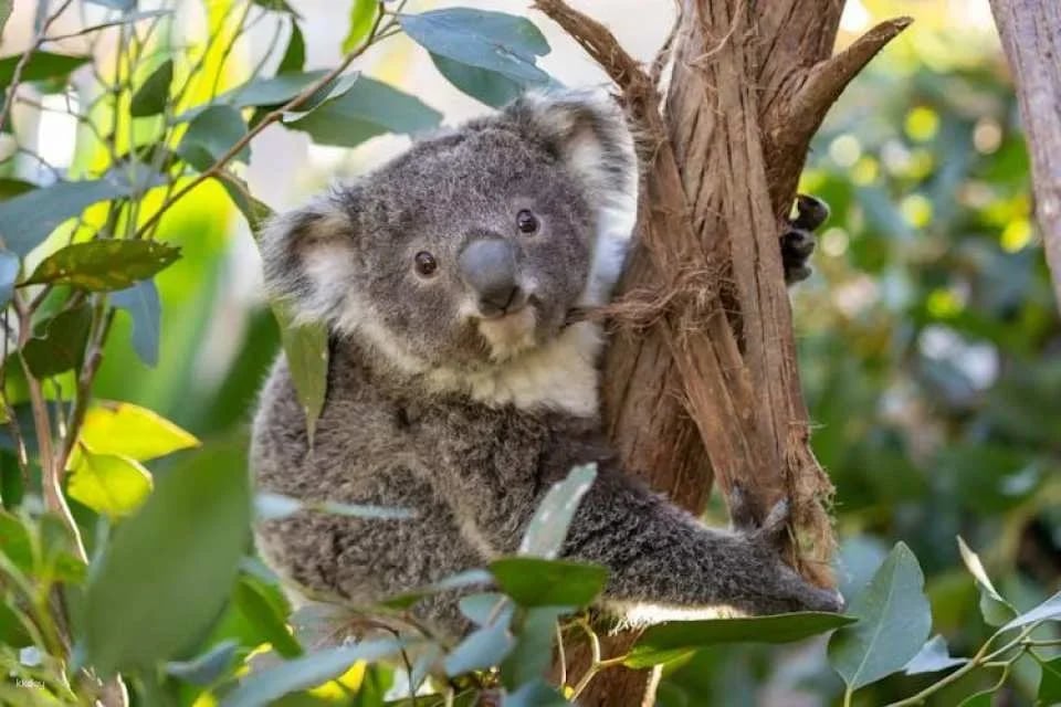 Sea Life Sydney Aquarium Tickets