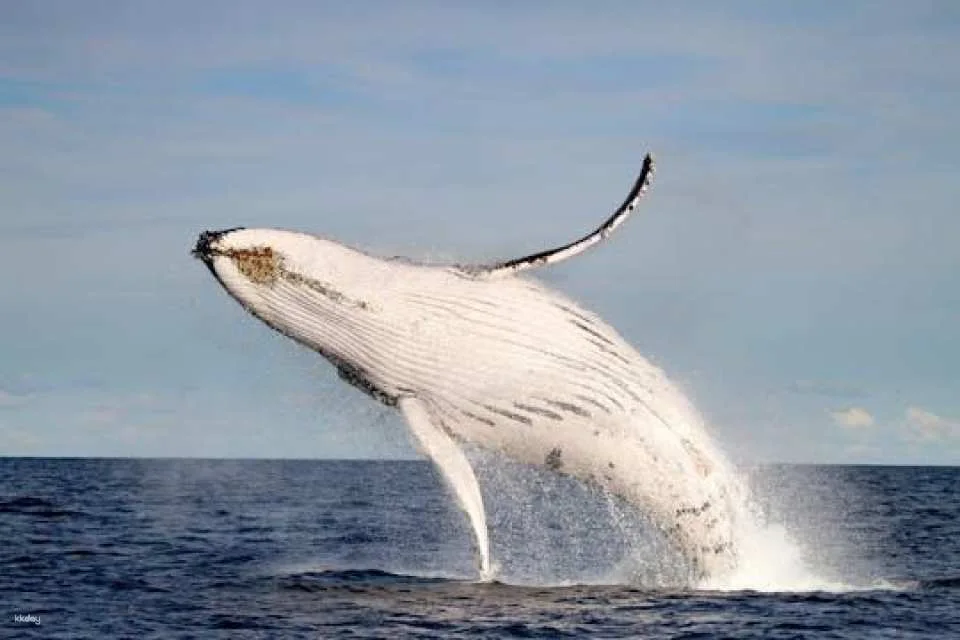 Whale discovery tour