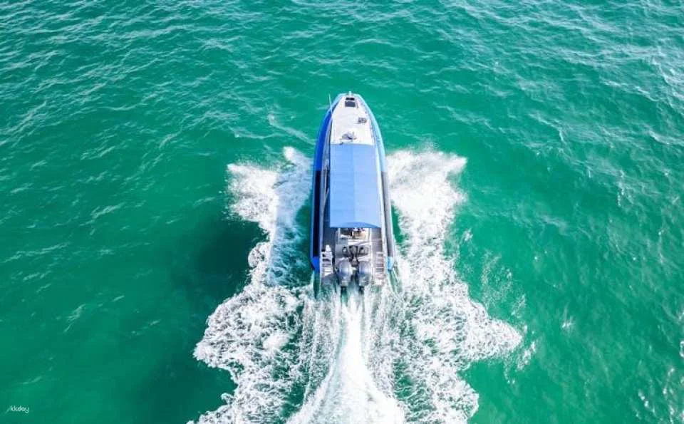 Whale discovery tour