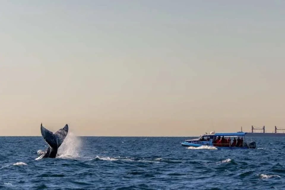Whale discovery tour