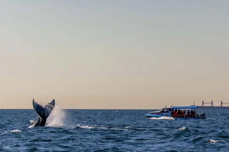 Whale discovery tour