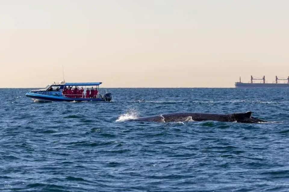 Whale discovery tour