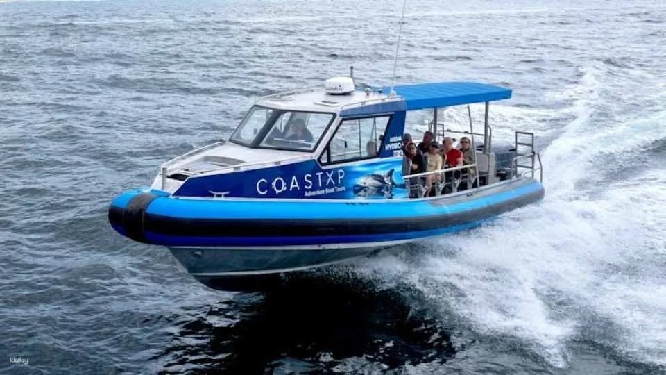 Whale discovery tour