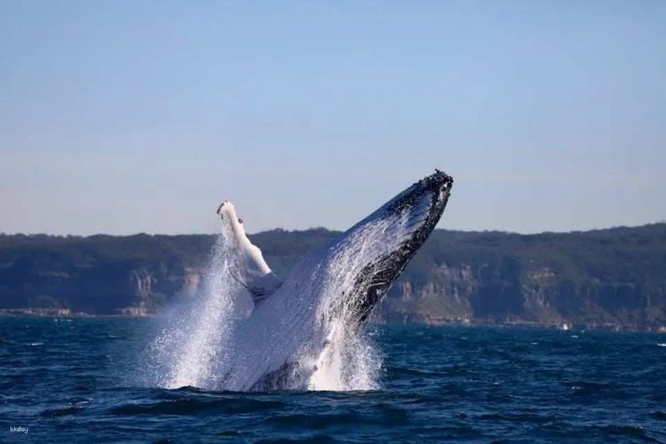 Whale discovery tour