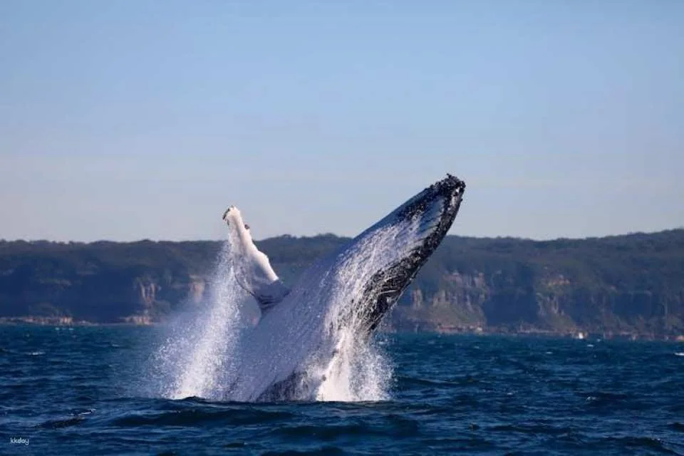 Whale discovery tour