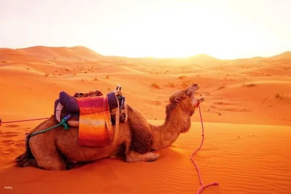 Private 4-day desert tour from Marrakech