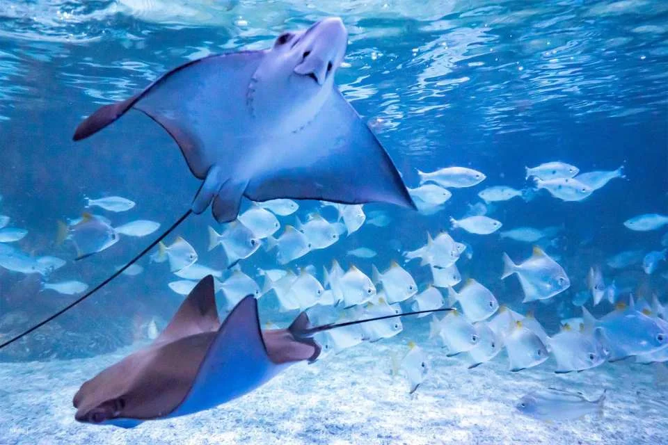 Jakarta Aquarium Safari Ticket | Jakarta, Indonesia