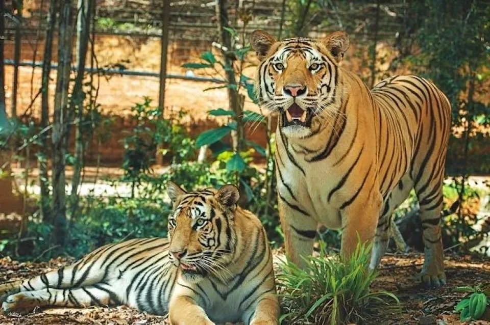 Entry to Vietnam's semi-wildlife park with safari experience