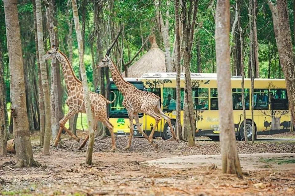 Entry to Vietnam's semi-wildlife park with safari experience
