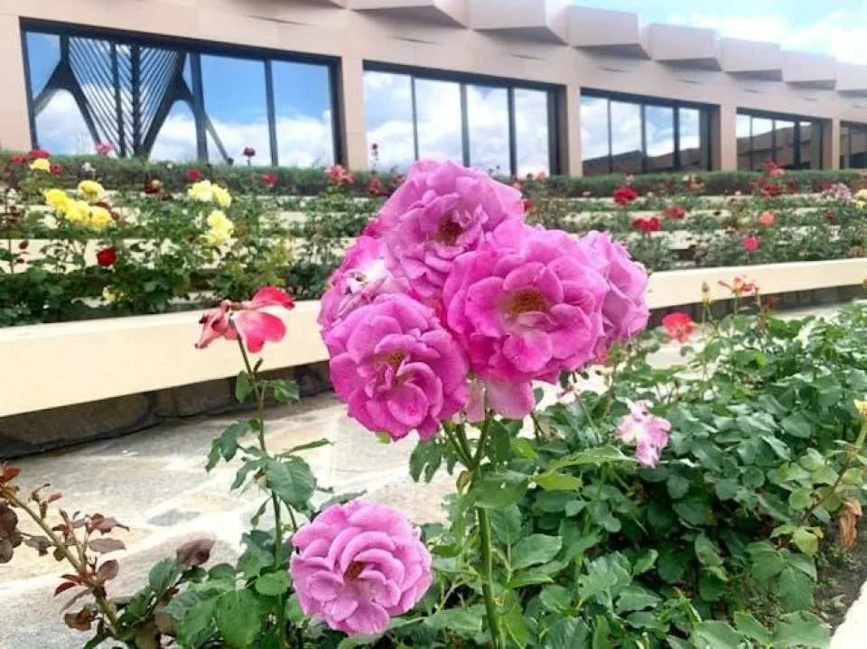 Full-day tour to Buzludzha Monument and the Valley of Roses from Sofia