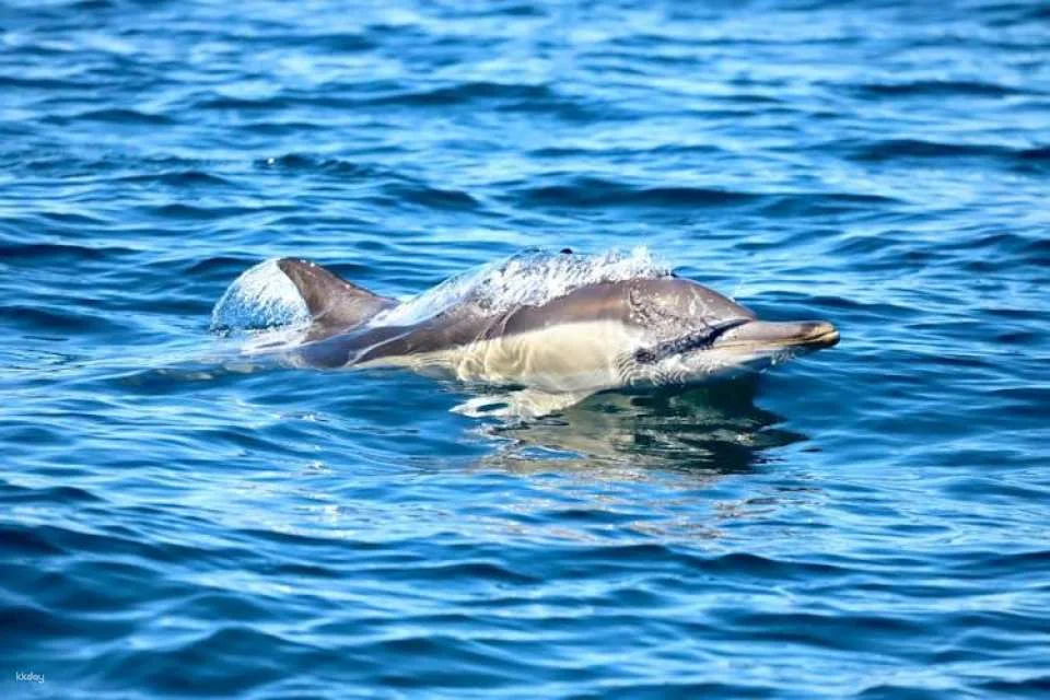 Ocean explorer tour