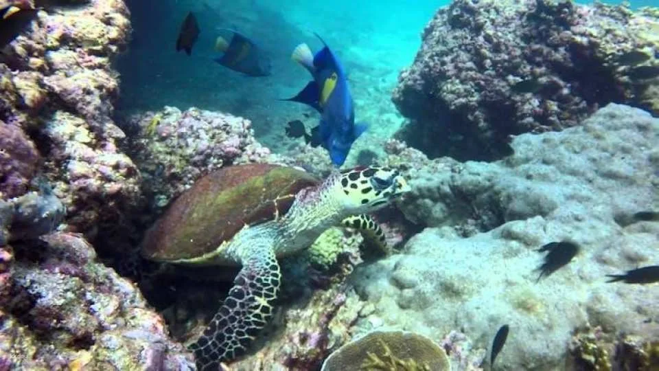 Daymaniyat Island Tour with Snorkelling