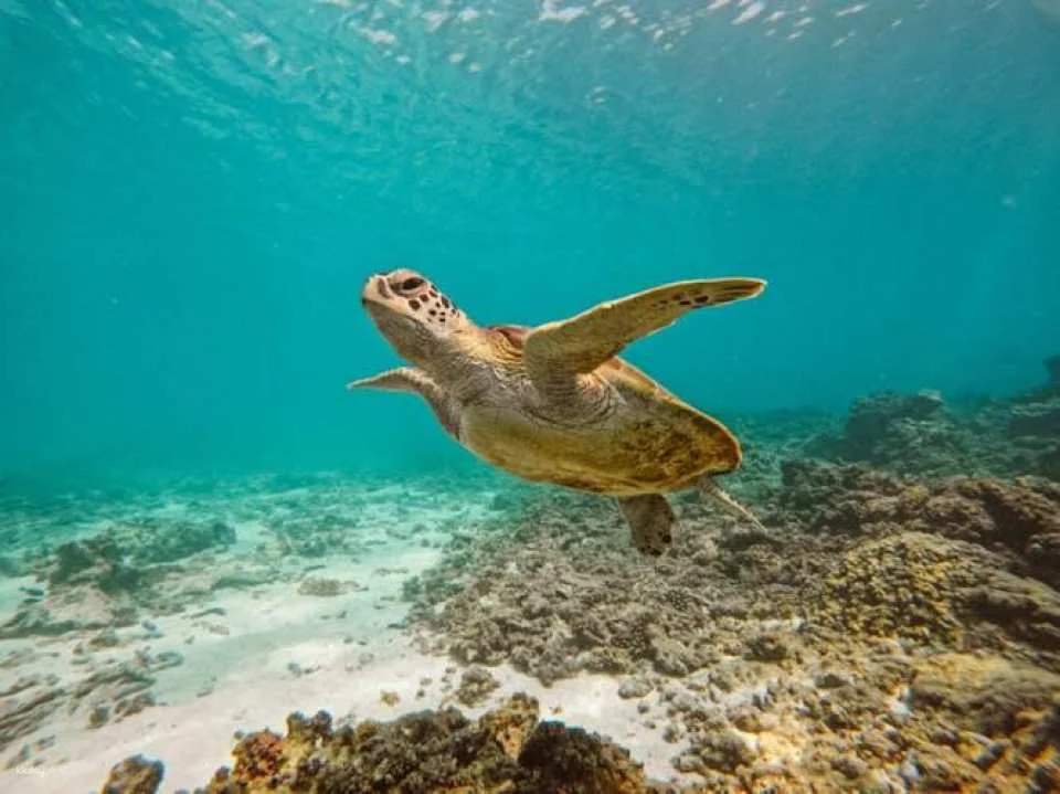 Daymaniyat Island Tour with Snorkelling