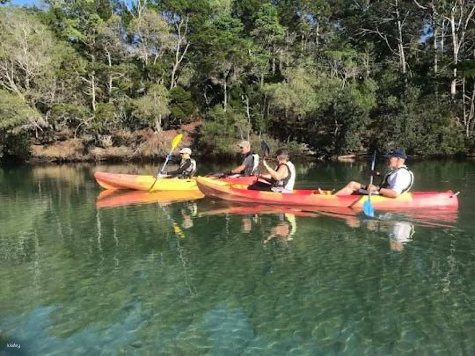Brunswick River nature kayak tour