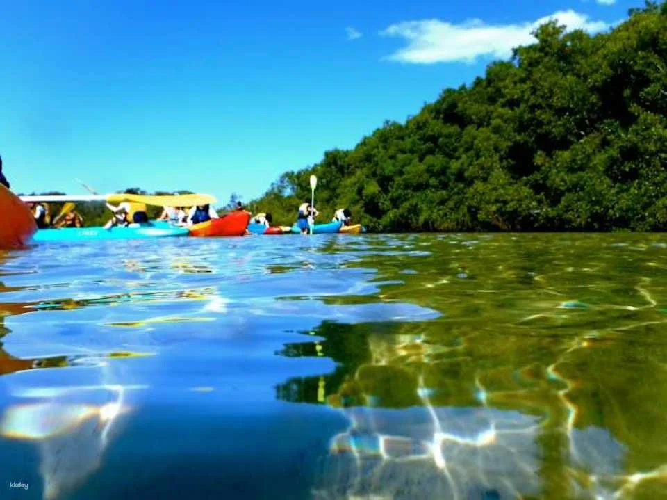 Brunswick River nature kayak tour
