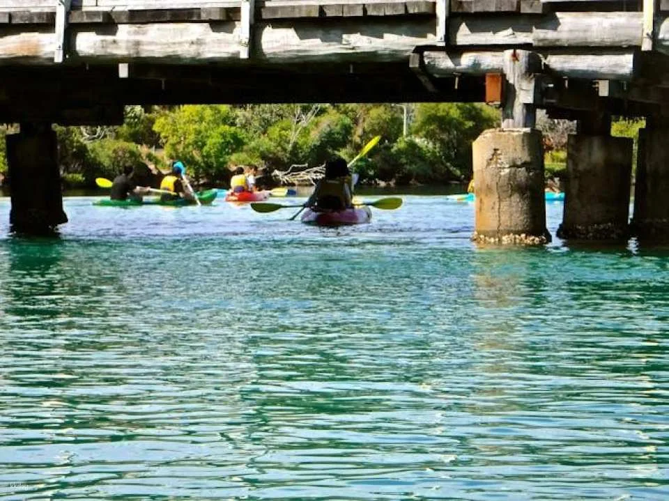 Brunswick River nature kayak tour