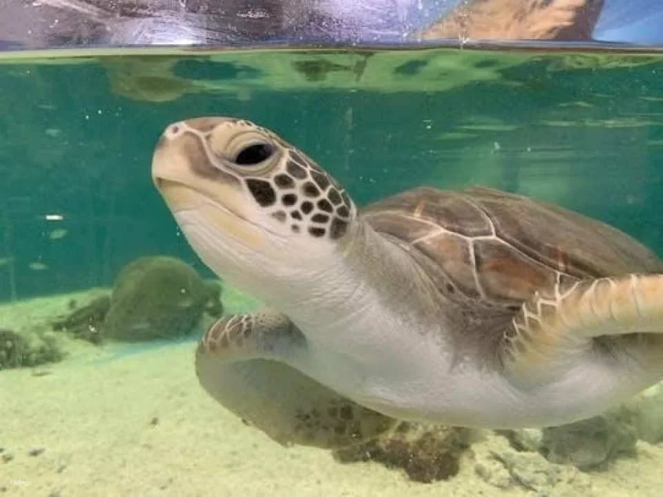 Cairns aquarium Turtle Hospital tour and entrance ticket