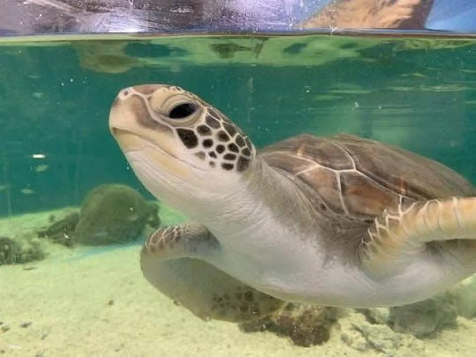 Cairns aquarium Turtle Hospital tour and entrance ticket