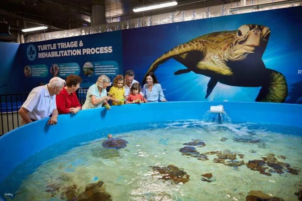 Cairns aquarium Turtle Hospital tour and entrance ticket