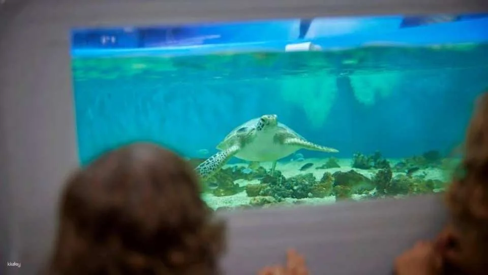 Cairns aquarium Turtle Hospital tour and entrance ticket
