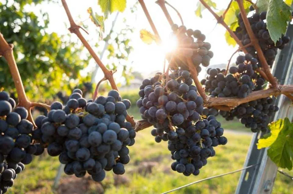 Hunter Valley wine tour with lunch from Sydney