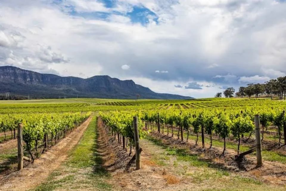Hunter Valley wine tour with lunch from Sydney