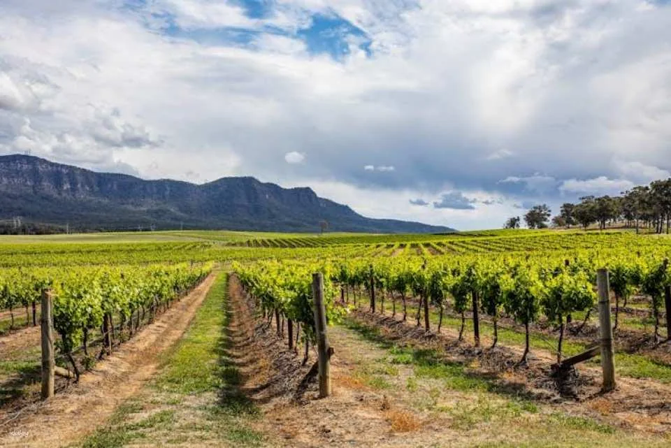 Hunter Valley wine tour with lunch from Sydney