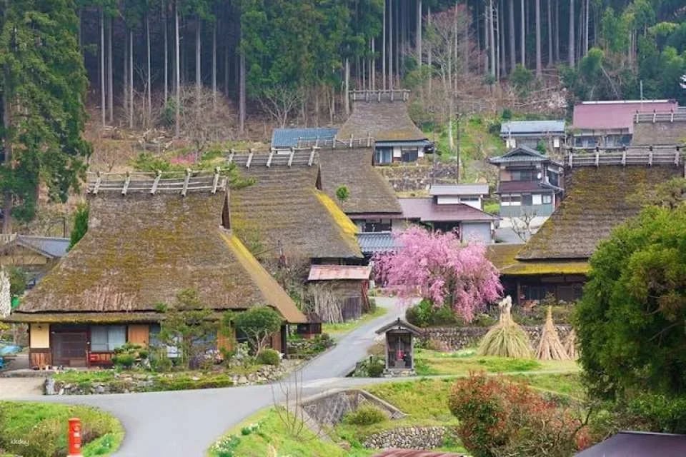 Ine Town, Amanohashidate and Miyama Village Full-Day Tour from Osaka