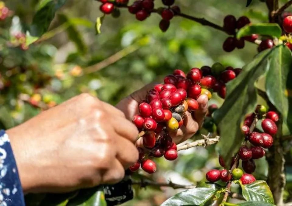 Finca El Ocaso guided coffee farm tour with tasting