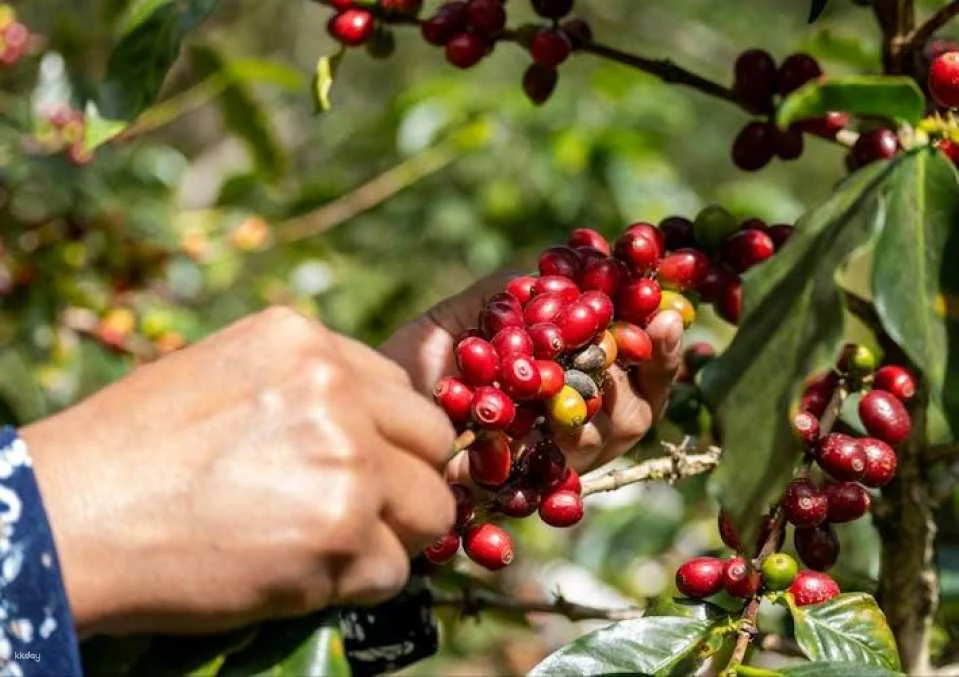 Finca El Ocaso guided coffee farm tour with tasting