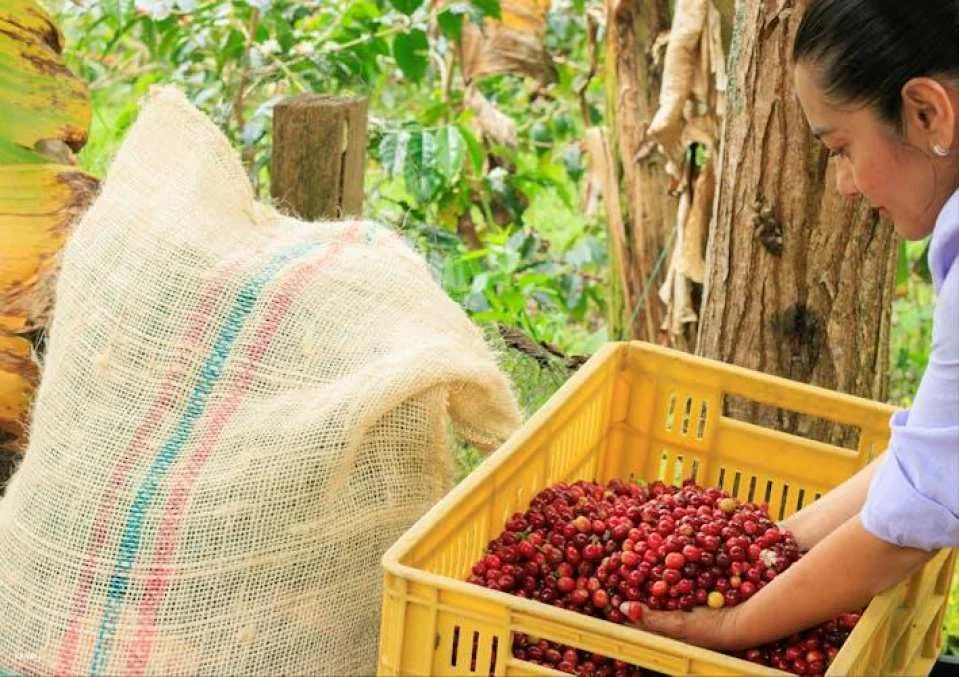 Finca El Ocaso guided coffee farm tour with tasting