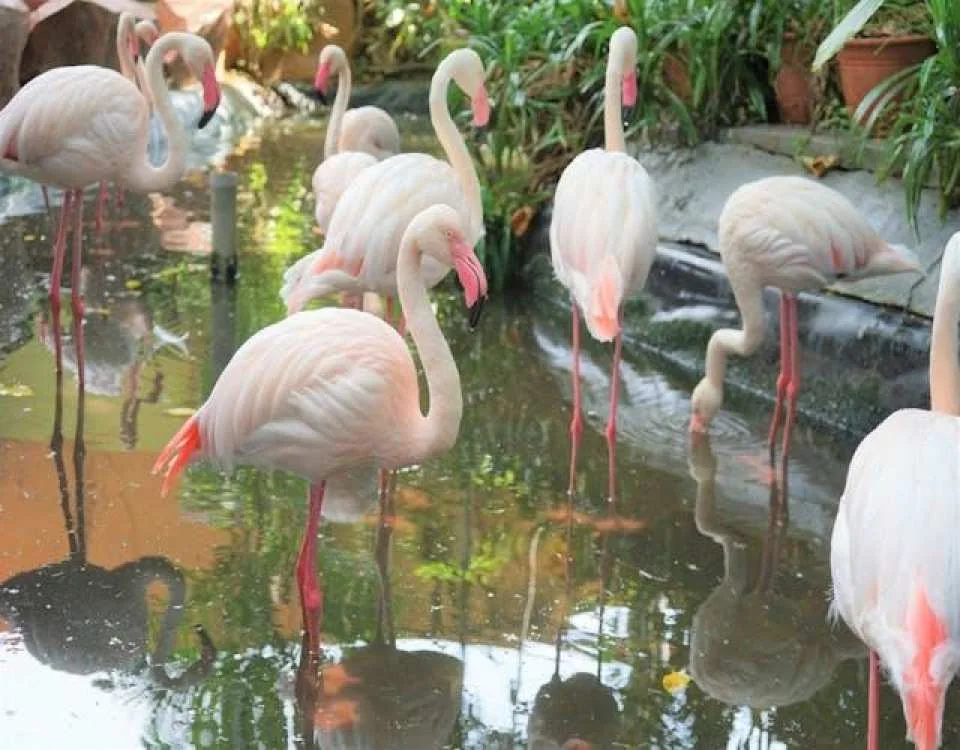 Entrance e-ticket for Langkawi Wildlife Park