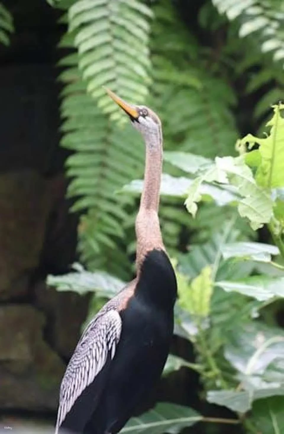 Bali Bird Park entrance ticket
