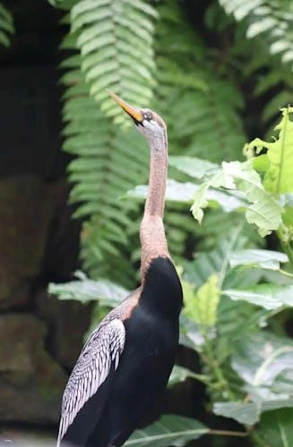 Bali Bird Park entrance ticket
