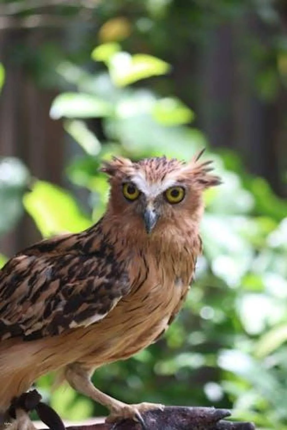 Bali Bird Park entrance ticket