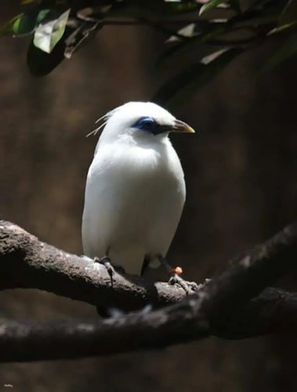 Bali Bird Park entrance ticket