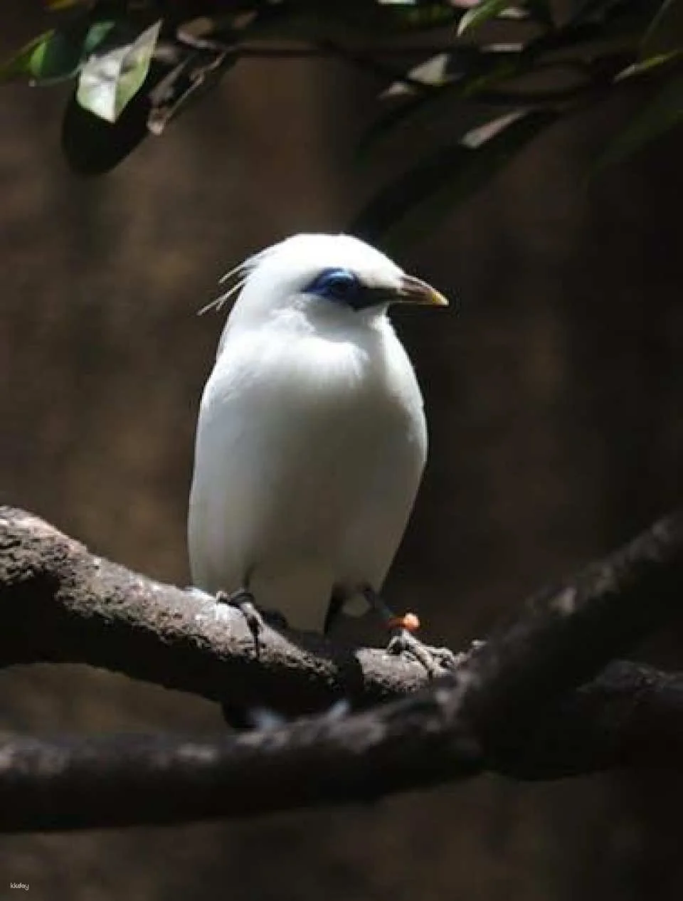 Bali Bird Park entrance ticket