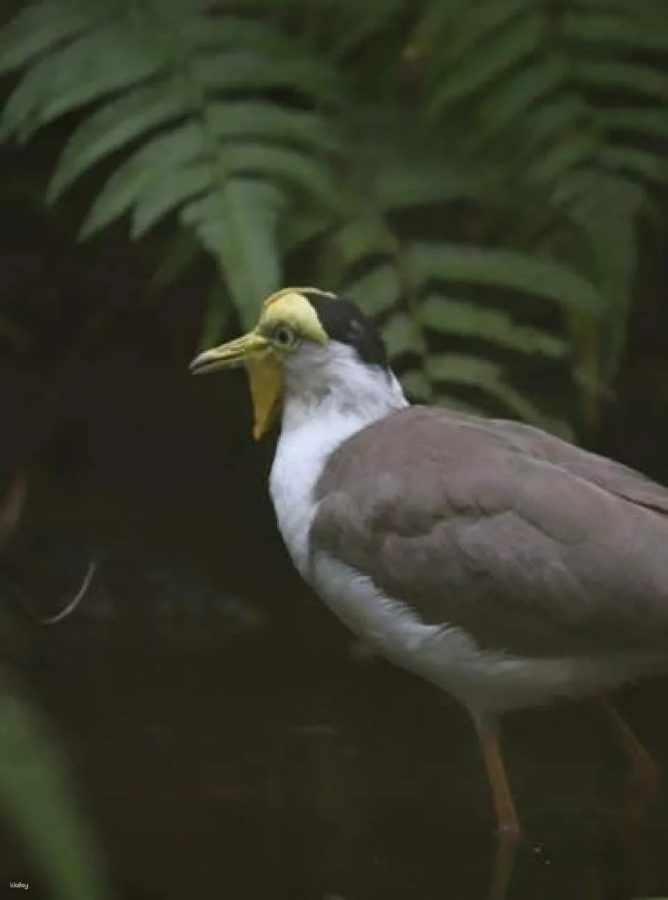 Bali Bird Park entrance ticket