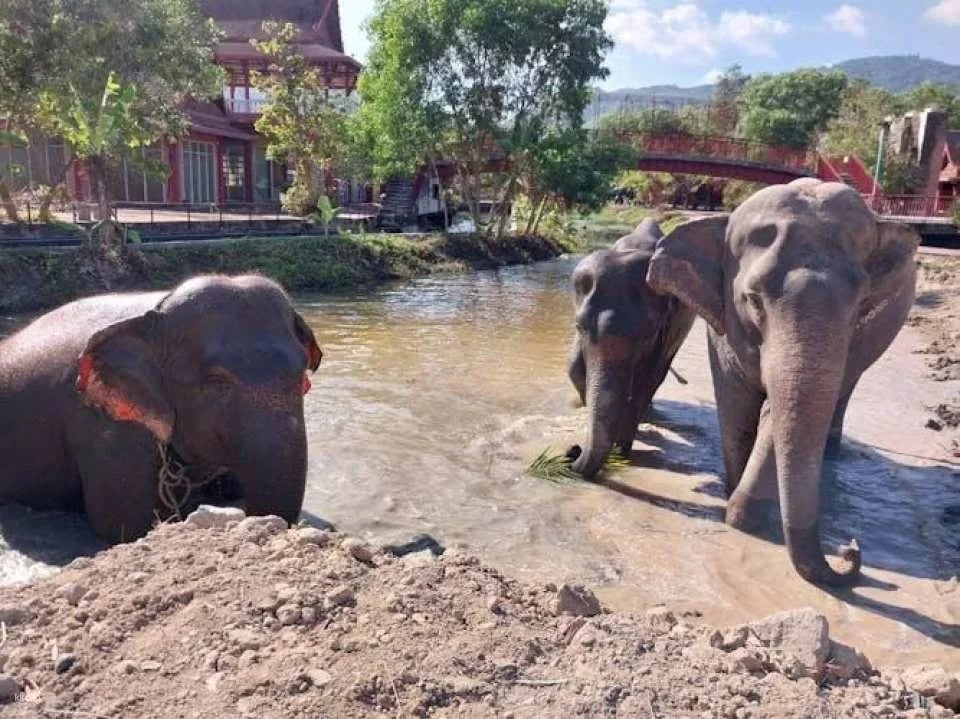 Guided elephant nature walk tour with transfer