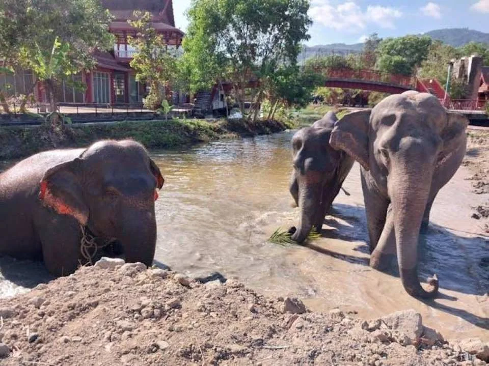 Guided elephant nature walk tour with transfer