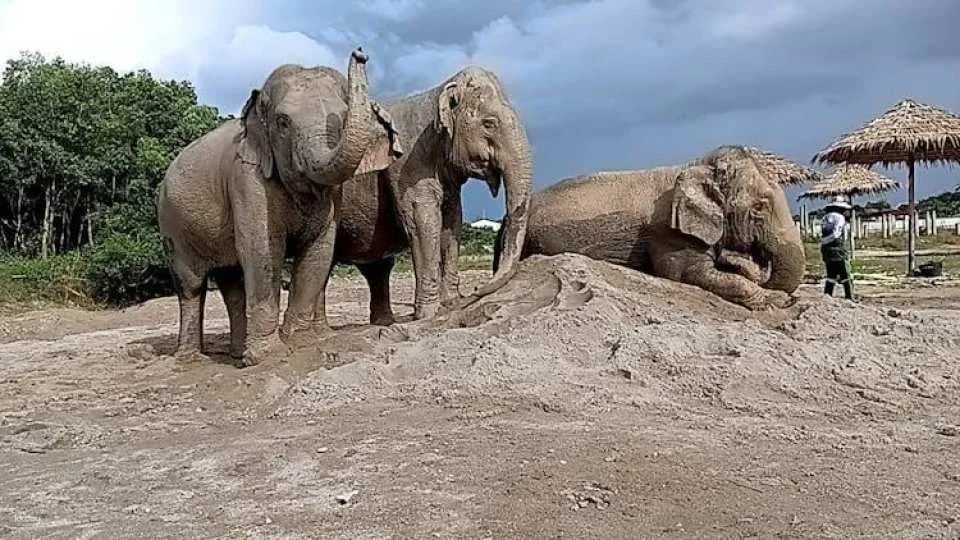 Guided elephant nature walk tour with transfer