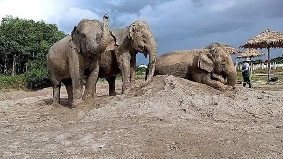 Guided elephant nature walk tour with transfer