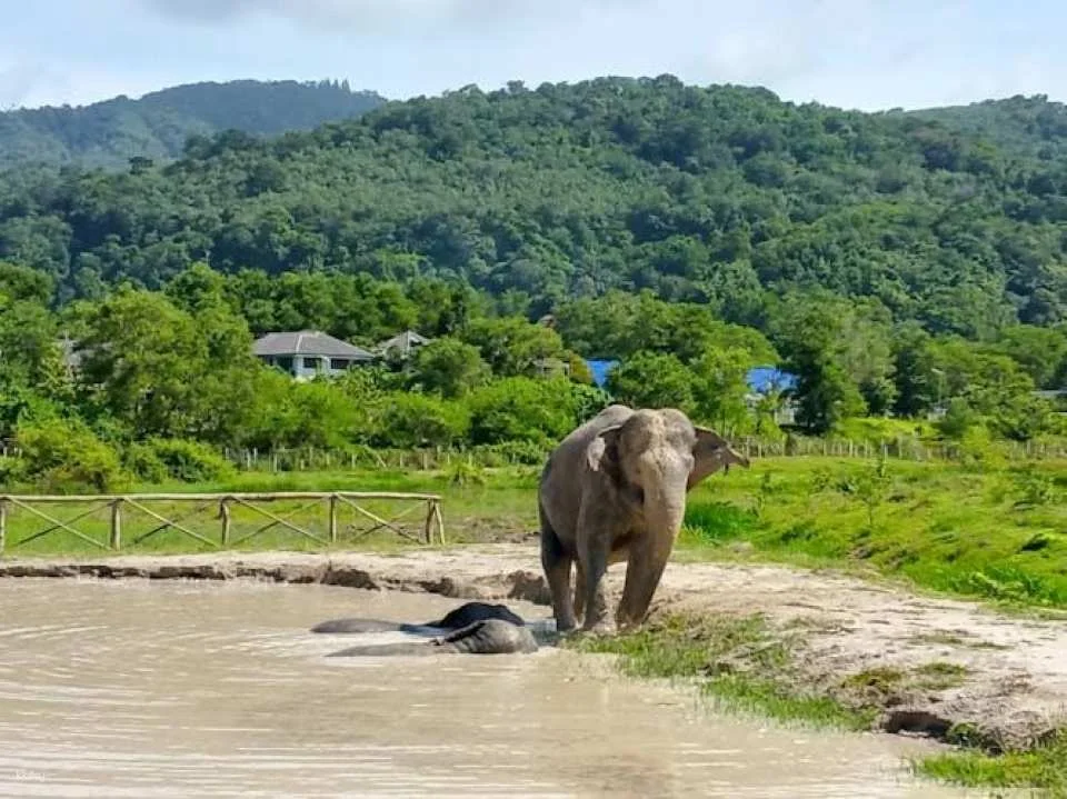Guided elephant nature walk tour with transfer