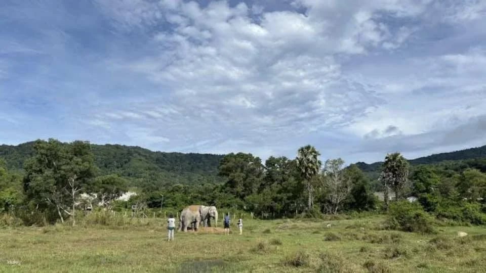 Guided elephant nature walk tour with transfer