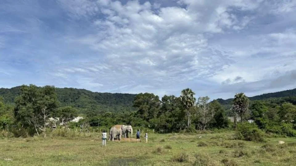 Guided elephant nature walk tour with transfer