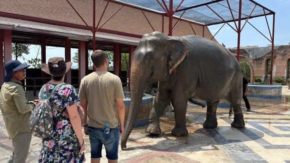 Guided elephant nature walk tour with transfer