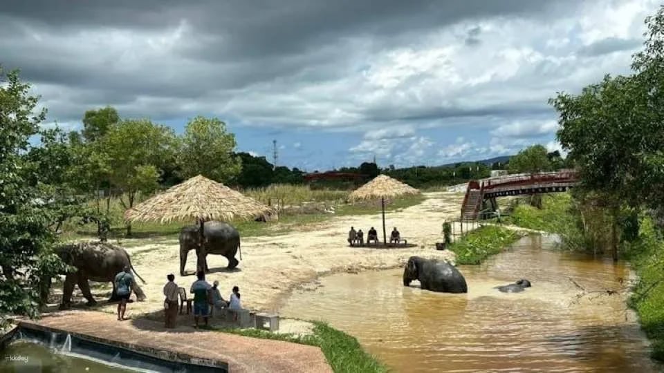 Guided elephant nature walk tour with transfer