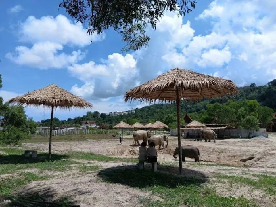 Guided elephant nature walk tour with transfer