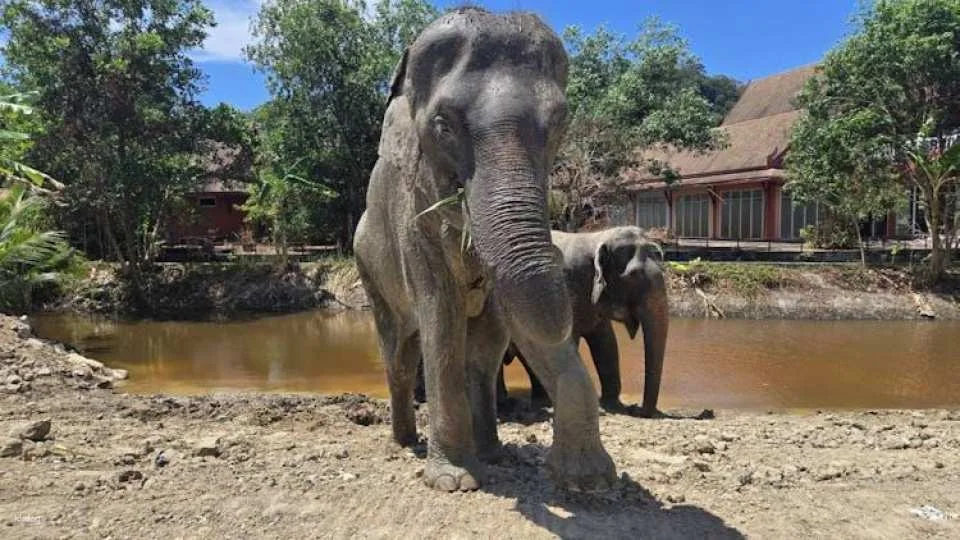 Guided elephant nature walk tour with transfer