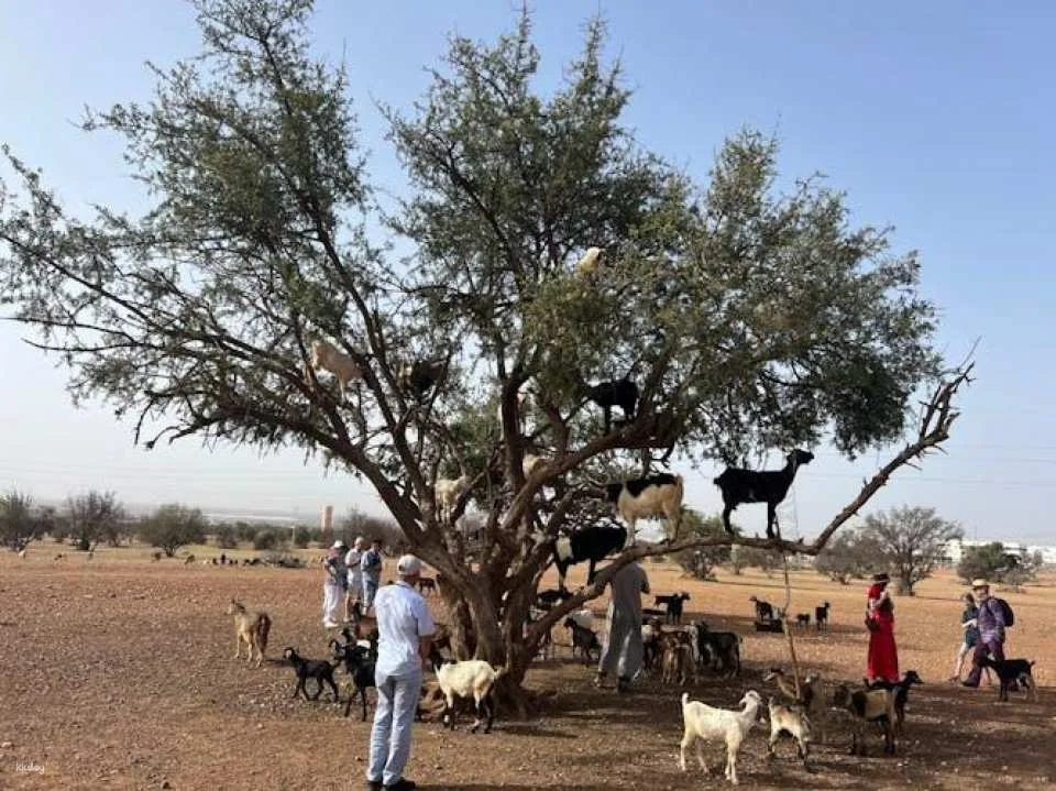 Morning Tour to Crocoparc & Tree-Climbing Goats From Agadir or Taghazout